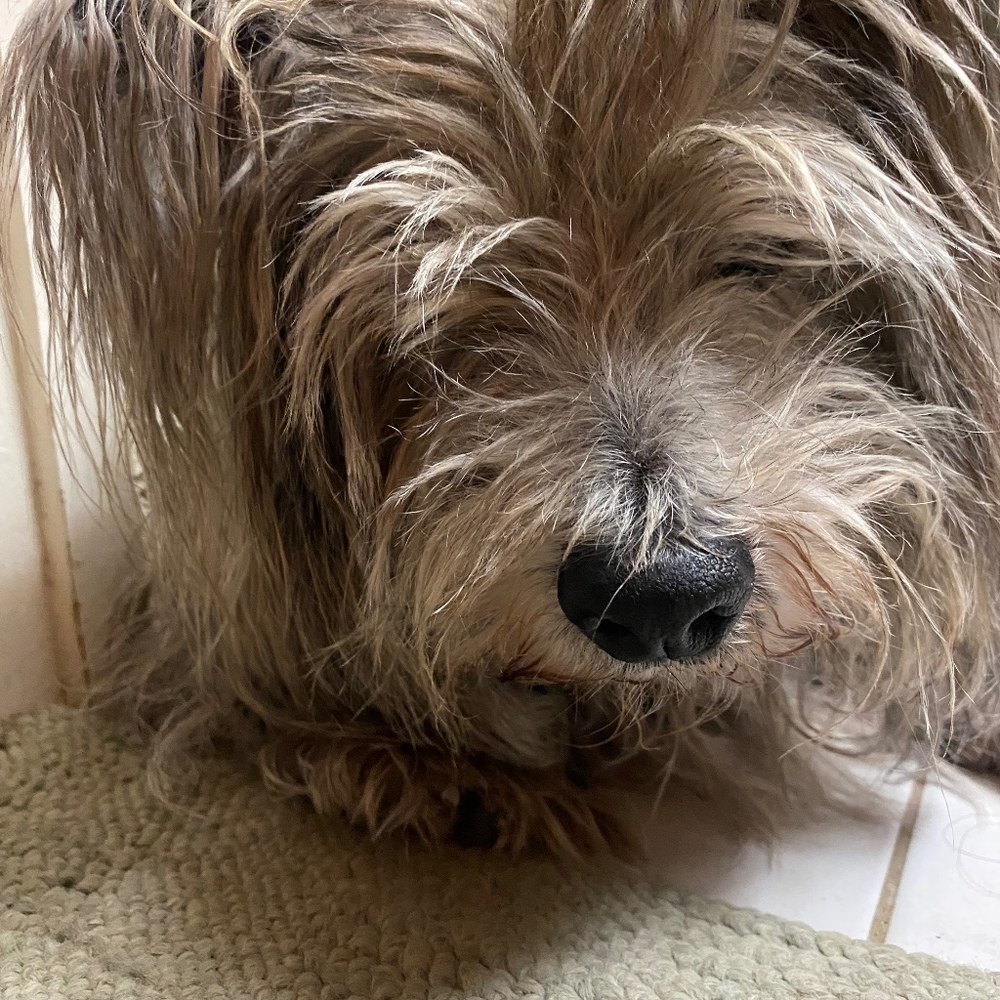 Meet your Posher, Sandy